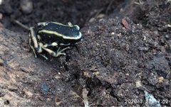 Dendrobates truncatus