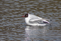 Chroicocephalus ridibundus