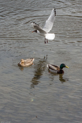 Anas platyrhynchos