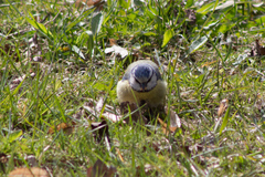 Cyanistes caeruleus