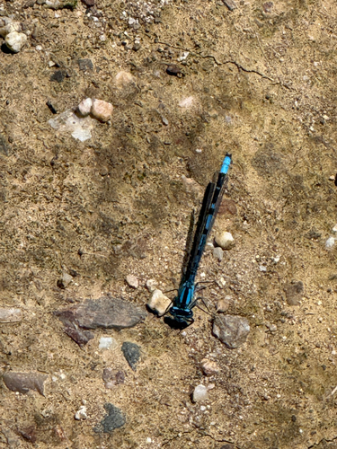 iNaturalist observation photo of Bluets