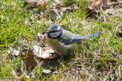 Cyanistes caeruleus