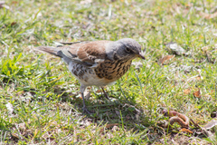 Turdus pilaris