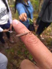 Mantodea