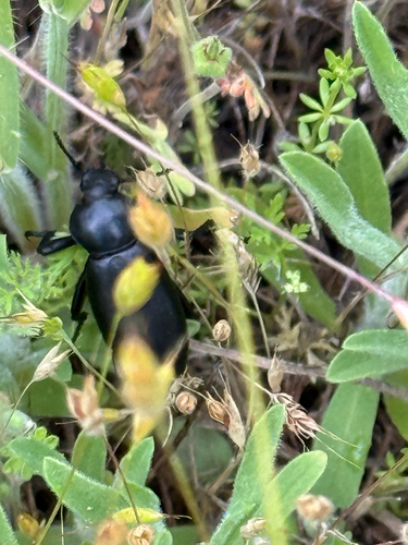 iNaturalist observation photo of Dentate Stink Beetle