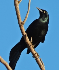 Quiscalus nicaraguensis