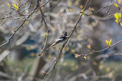 Ficedula hypoleuca