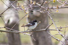 Ficedula hypoleuca