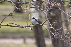 Ficedula hypoleuca