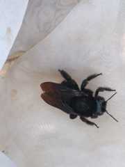 Xylocopa