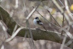 Ficedula hypoleuca