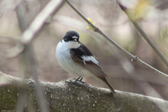 Ficedula hypoleuca