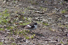 Ficedula hypoleuca