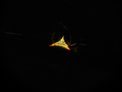 Micrathena furcata