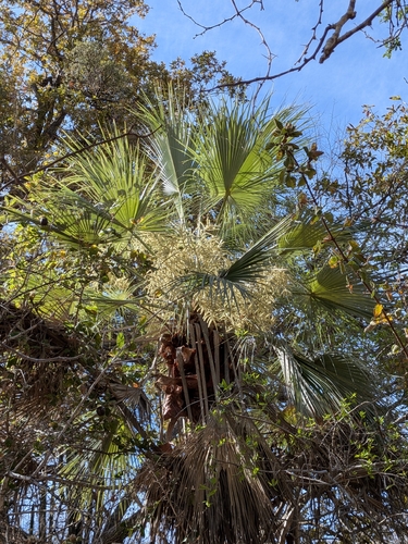 Brahea brandegeei, photograph 3