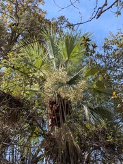 Brahea brandegeei, photograph (c) Abraham Sánchez Romero, some rights reserved (CC BY)