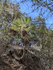 Brahea brandegeei, photograph (c) Abraham Sánchez Romero, some rights reserved (CC BY)