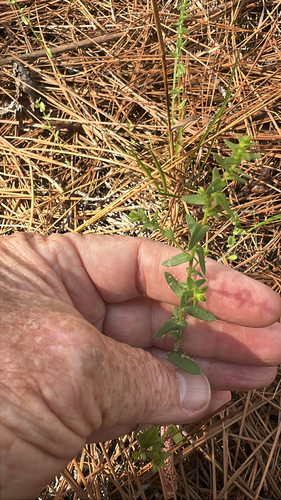 Symphyotrichum walteri, photograph 2
