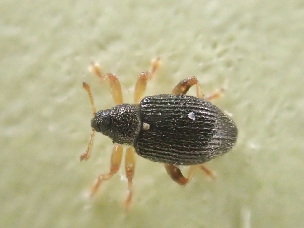 Isochnus
