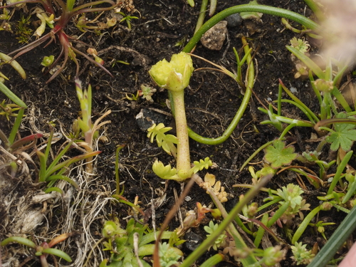 Limnanthes macounii