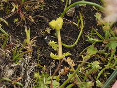 Limnanthes macounii