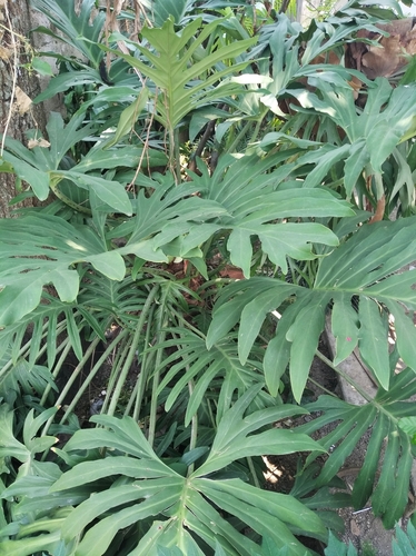Comb-leaf philodendron