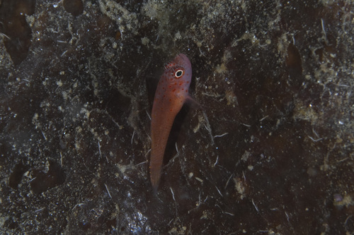 Trimma halonevum observed 2026-04-23