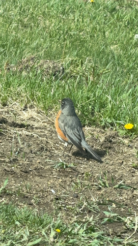 American Robin