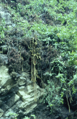 Cleistocactus winteri