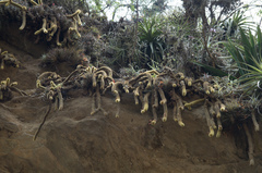 Cleistocactus winteri
