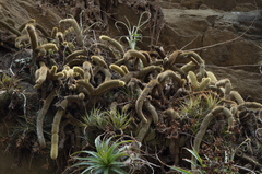 Cleistocactus winteri