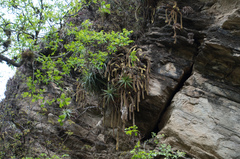 Cleistocactus winteri
