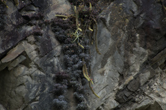Cleistocactus winteri