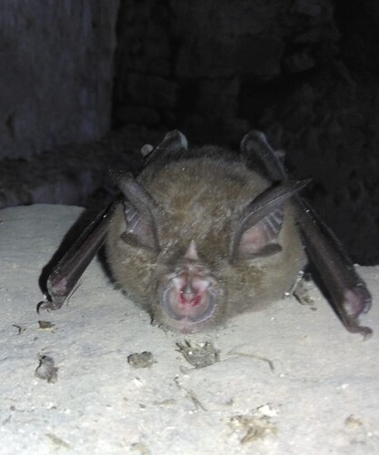 Greater Horseshoe Bat