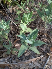 Lepechinia hastata