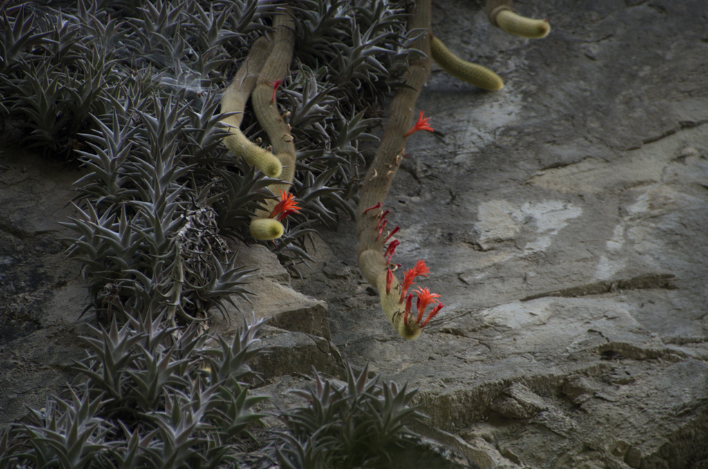 Golden Rat-tail Cactus