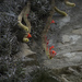 Cleistocactus winteri - Photo (c) Martin Lowry, algunos derechos reservados (CC BY-NC), subido por Martin Lowry