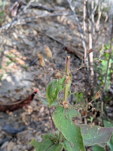 Lepechinia hastata, photograph 2