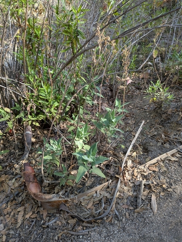 Lepechinia hastata, photograph 3