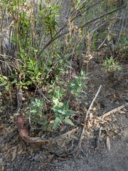 Lepechinia hastata, photograph (c) Abraham Sánchez Romero, some rights reserved (CC BY)