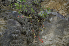 Cleistocactus winteri