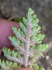 Selaginella pallescens, photograph (c) Abraham Sánchez Romero, some rights reserved (CC BY)