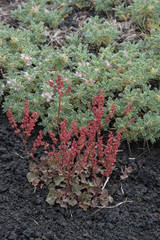 Rumex aetnensis