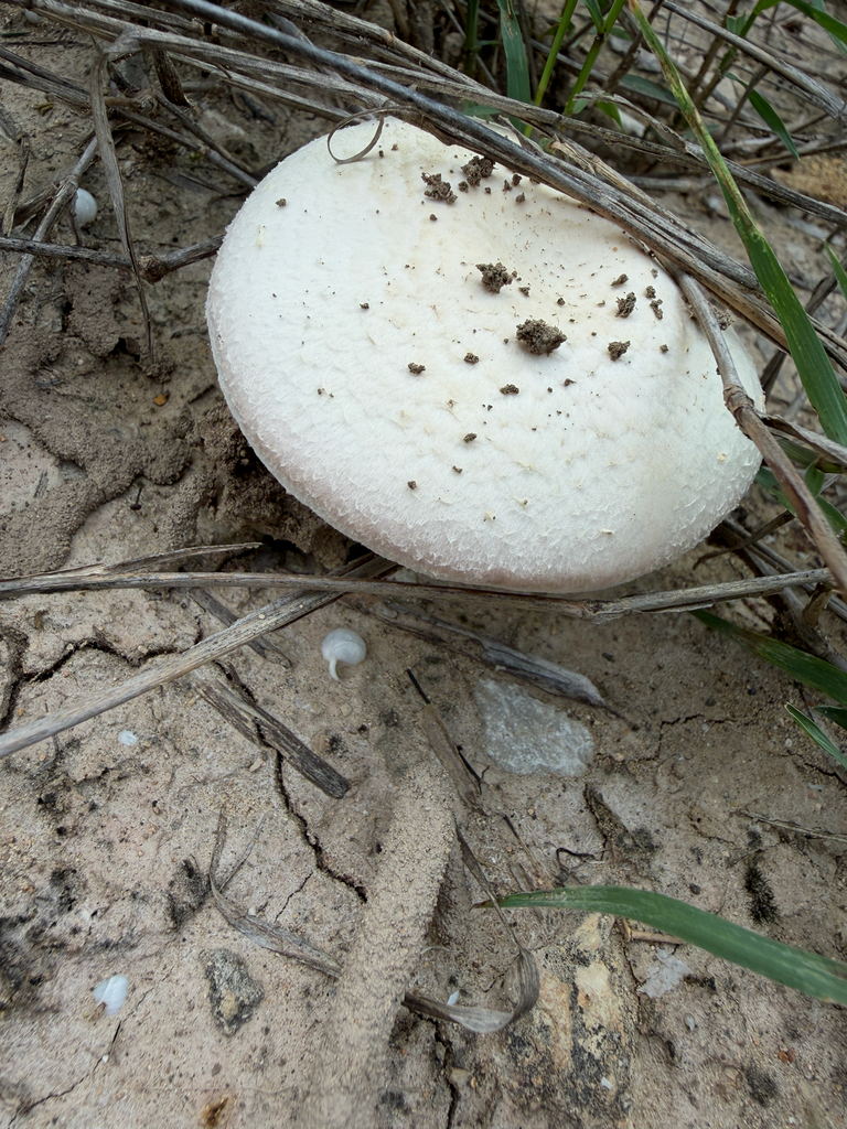 Agaricus campestris · April 2026 · photo: © idclaire (iNaturalist, cc-by)