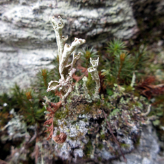 Cladonia cenotea
