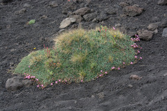 Saponaria sicula