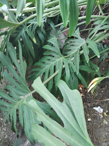 Philodendron pinnatifidum, photograph 2