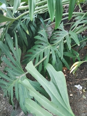 Philodendron pinnatifidum, photograph (c) Henrry, some rights reserved (CC BY)