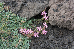 Saponaria sicula