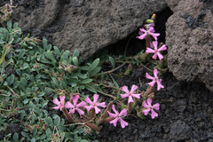 Saponaria sicula